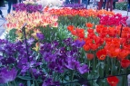 Bulb Fields Trip